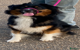 Australian Shepherd dogs for sale: Young Australian Shepherd female dog for sale - Image 9