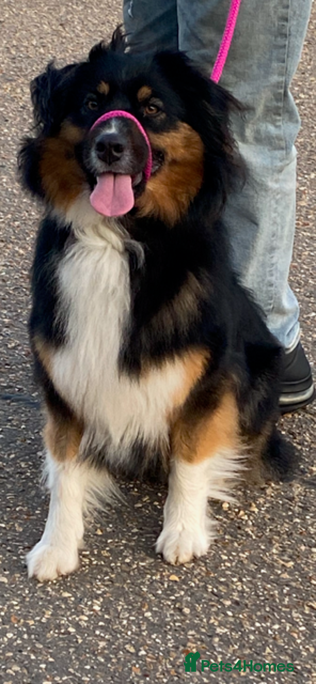 Australian Shepherd dogs for sale: Young Australian Shepherd female dog for sale - Image 9