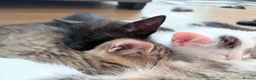 Mixed Breed cats for sale: 6 wonderful kittens  - Advert 15
