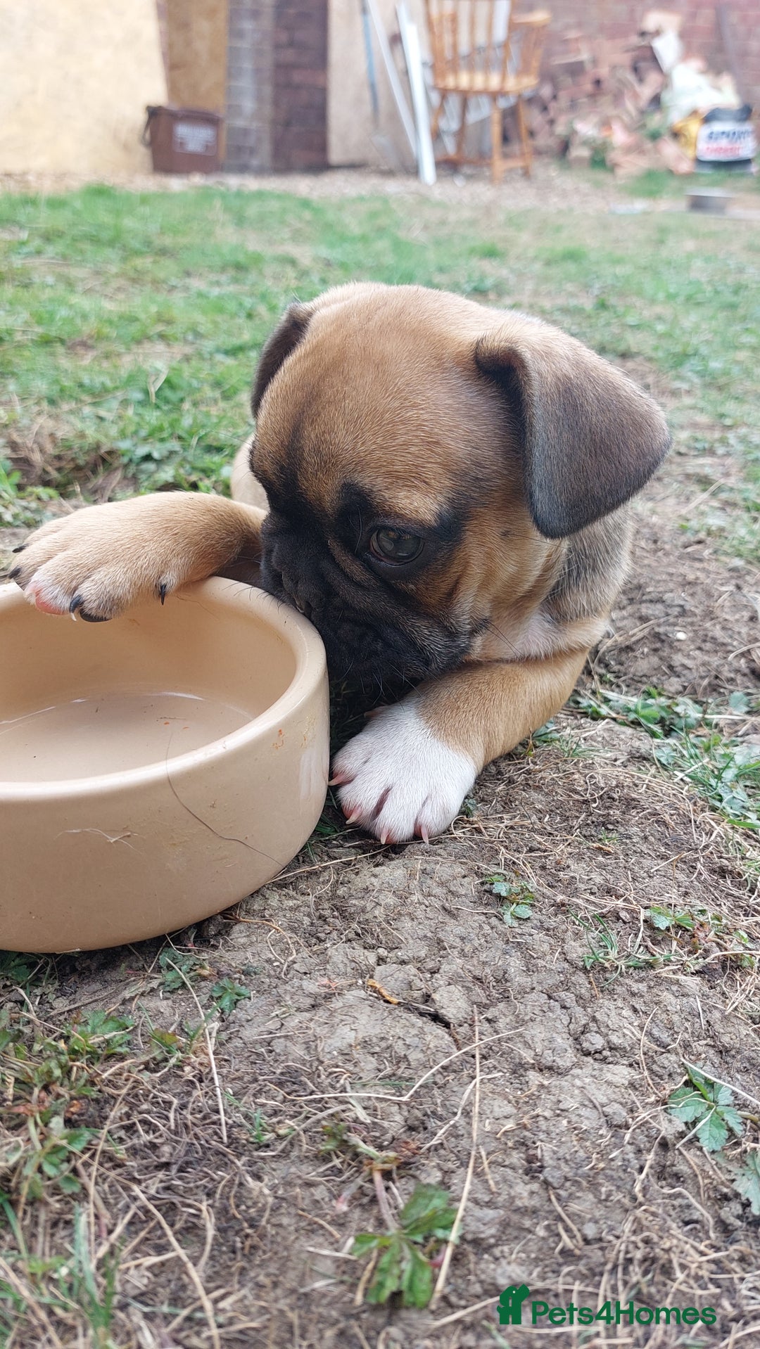 French Bulldog dogs for sale: BINGO  - Image 11