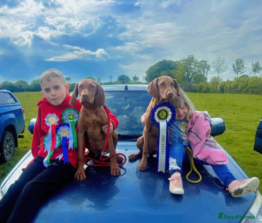 Hungarian Vizsla dogs for sale: Vizslas Devon KC Puppies - Image 8