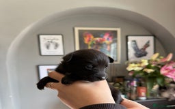 Mixed Breed dogs for sale: 9 beautiful dachshund cross poms - Image 9