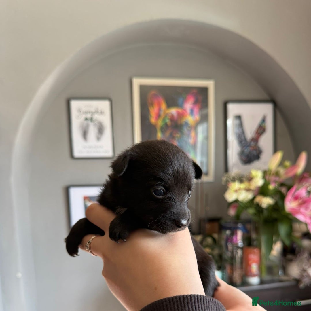 Mixed Breed dogs for sale: 9 beautiful dachshund cross poms - Image 9