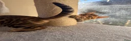 Bengal cats for sale: TICA 🔥 Pedigree health tested 🐾 Bengal Kittens  - Advert 4