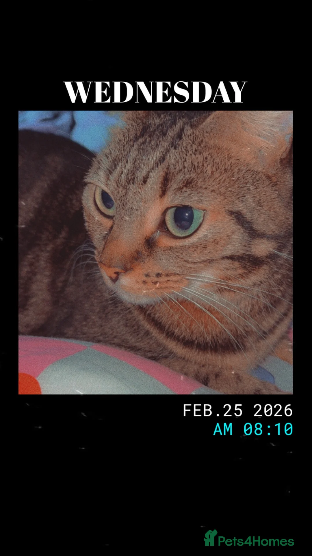 Mixed Breed cats for sale: Female tabby/bengal cat in Dukinfield - Advert 2