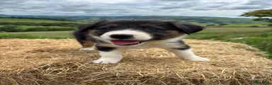 Border Collie 9