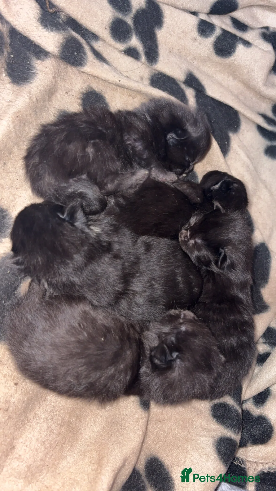 Mixed Breed cats for sale: 4 kittens for sale - Advert 2