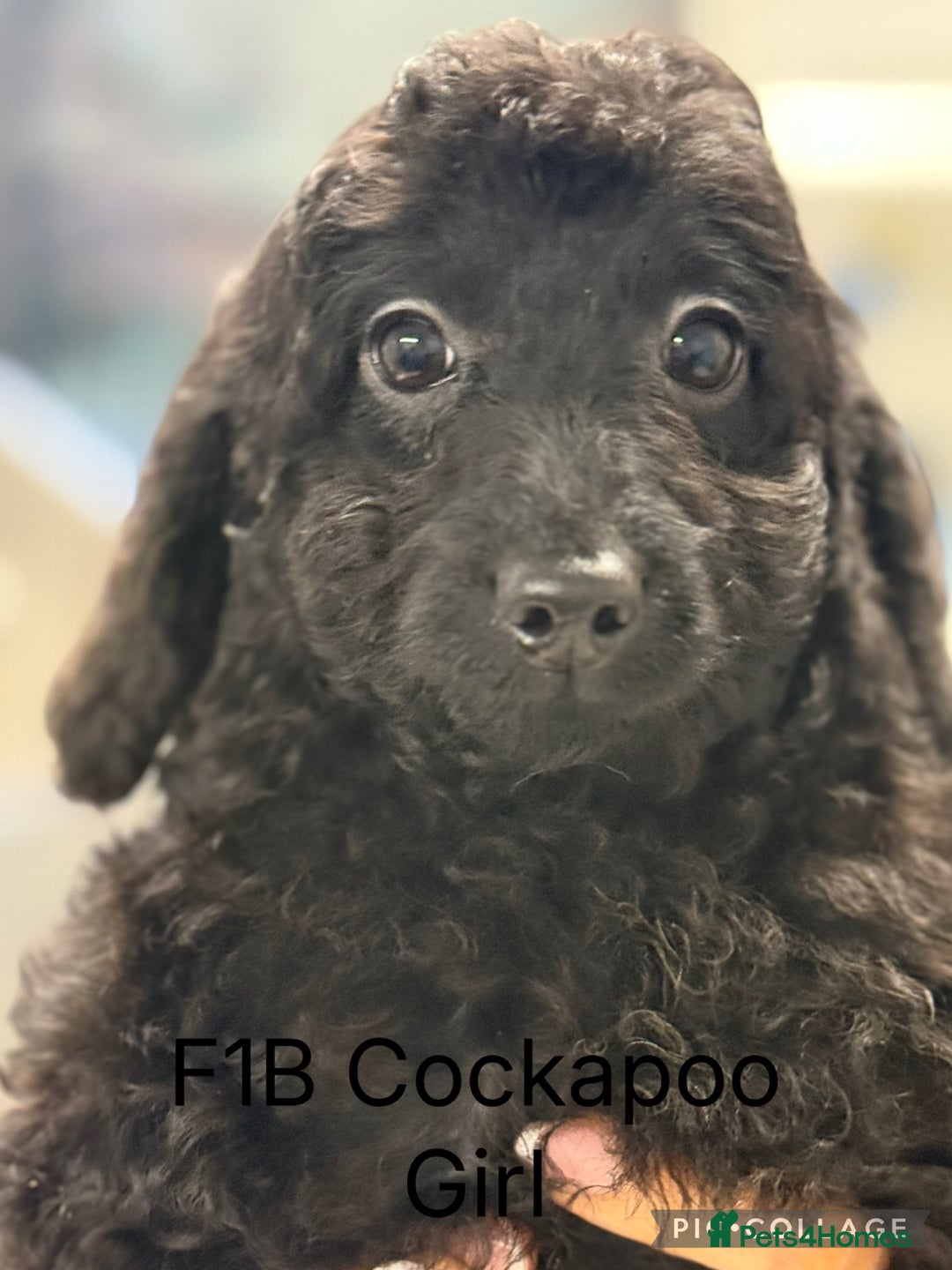 Cockapoo dogs for sale: F1B Cockapoo’s fully vaccinated  - Advert 3