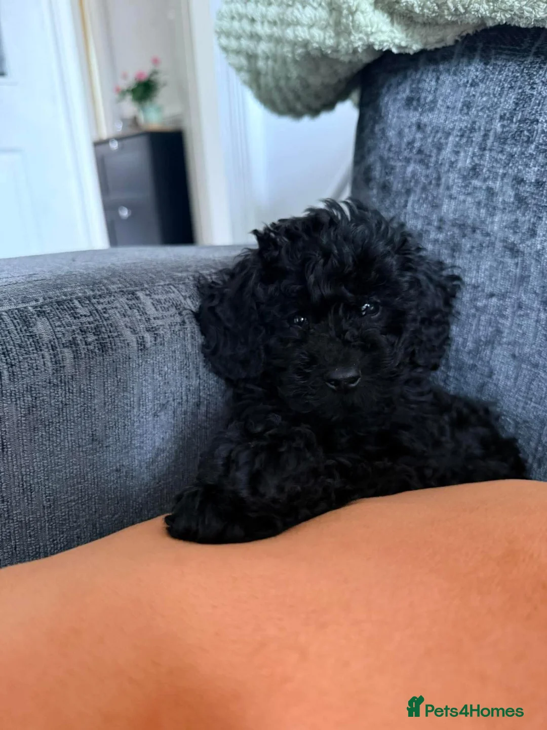 Cockapoo dogs for sale: Cockapoo Puppy Black - Advert 2