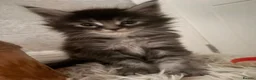Maine Coon cats for sale: 2 Mainecoon kittens both girls - Advert 16