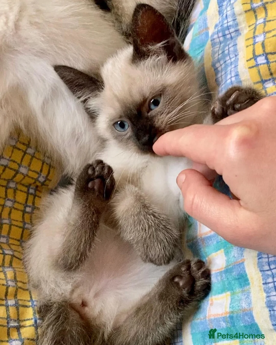 Siamese cats for sale: vocal siamese - Advert 2