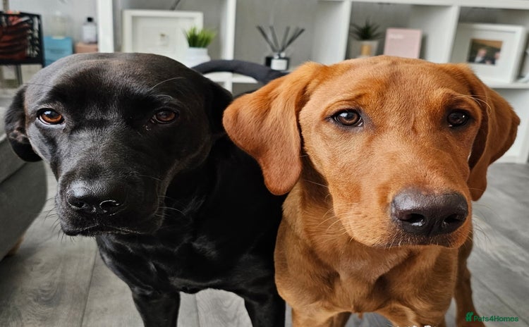Labrador Retriever dogs - Advert 2