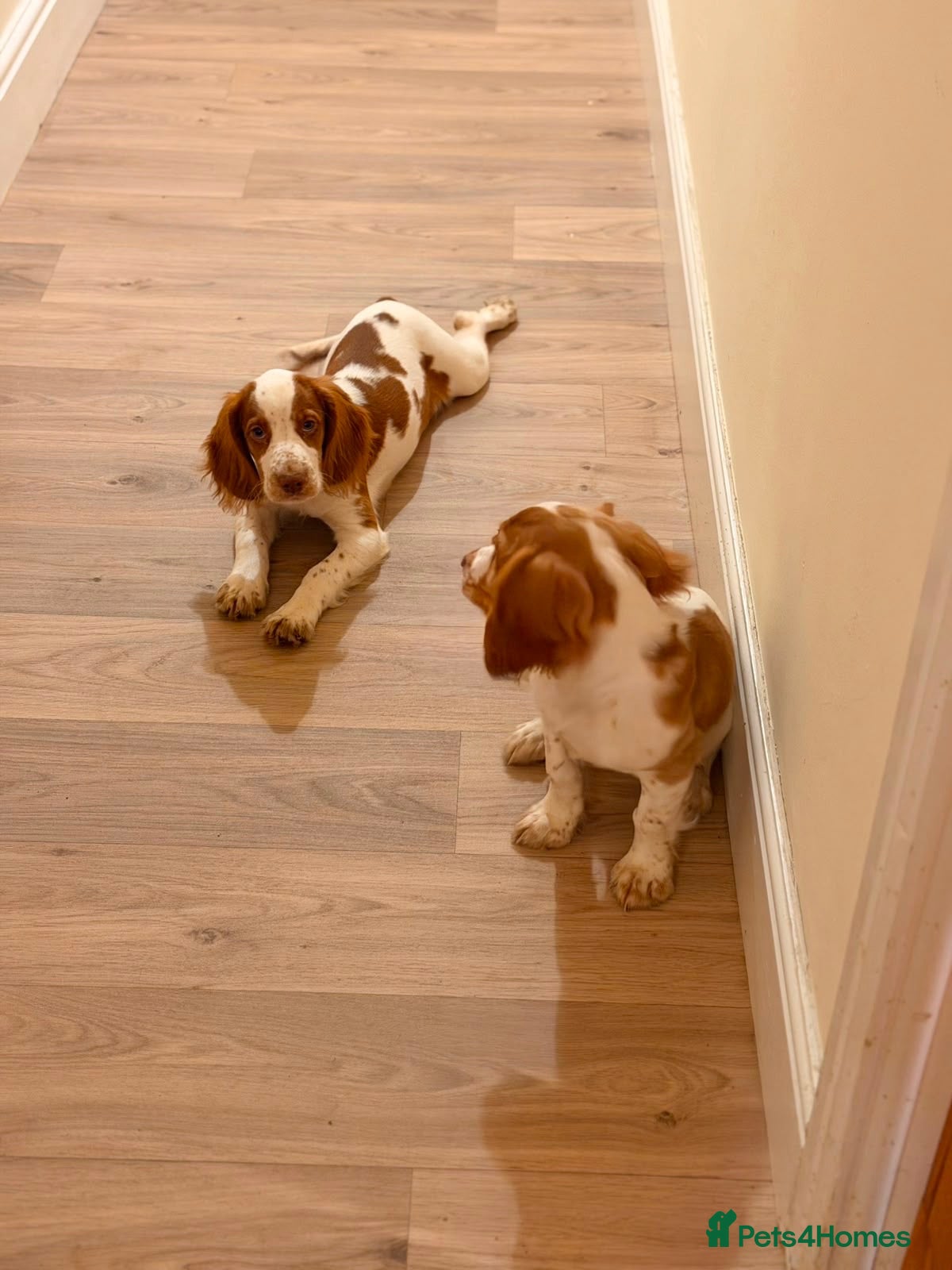 Cocker Spaniel dogs Cocker spaniels  - Advert 1