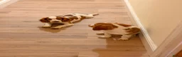 Cocker Spaniel dogs for sale: Cocker spaniels  - Advert 1