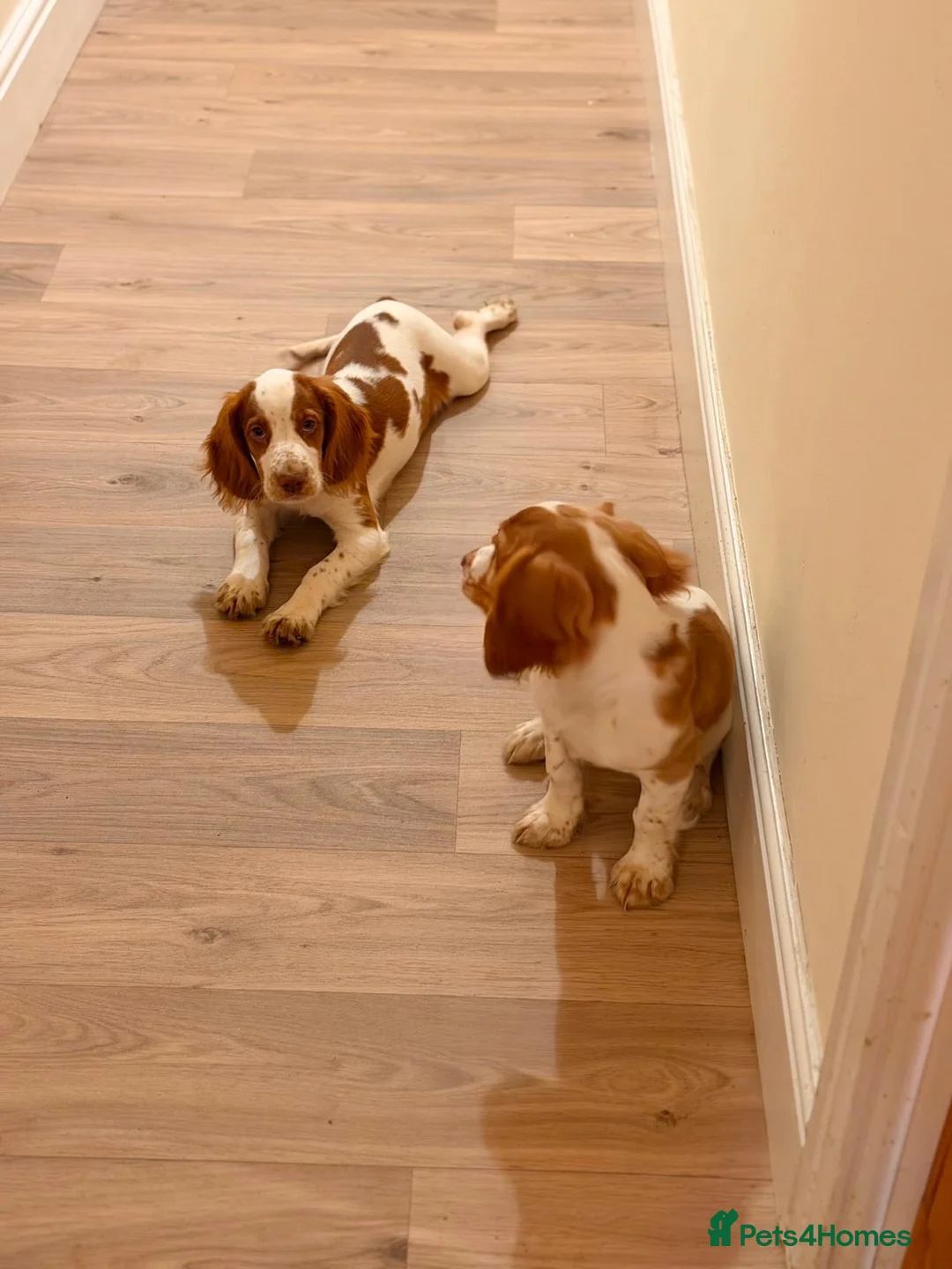 Cocker Spaniel dogs for sale: Cocker spaniels  - Advert 1