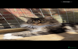 Maine Coon cats for sale: Mainecoons  - Image 4