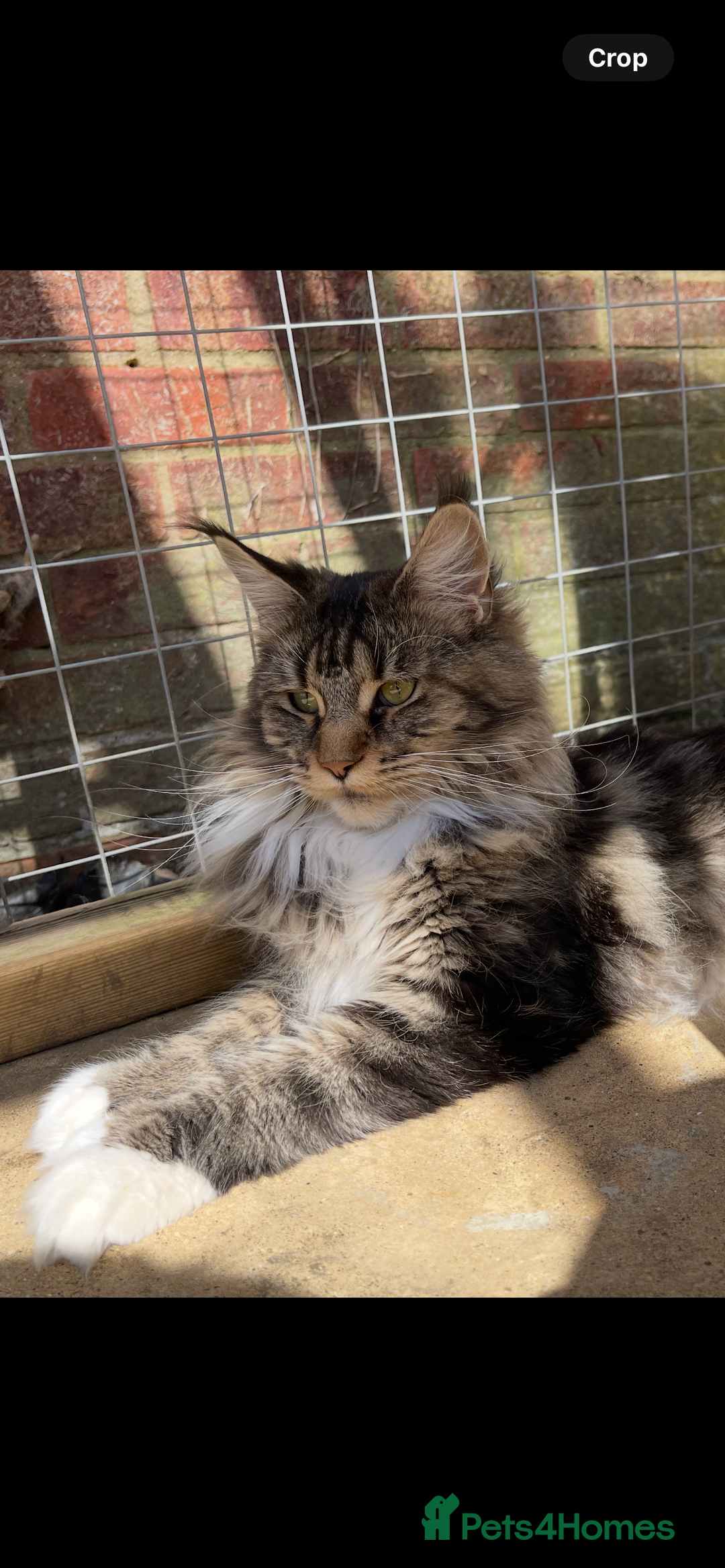 Maine Coon cats for sale: Mainecoons  - Image 4