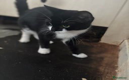 Mixed Breed cats for sale: 3 boy kittens for sale  - Image 5