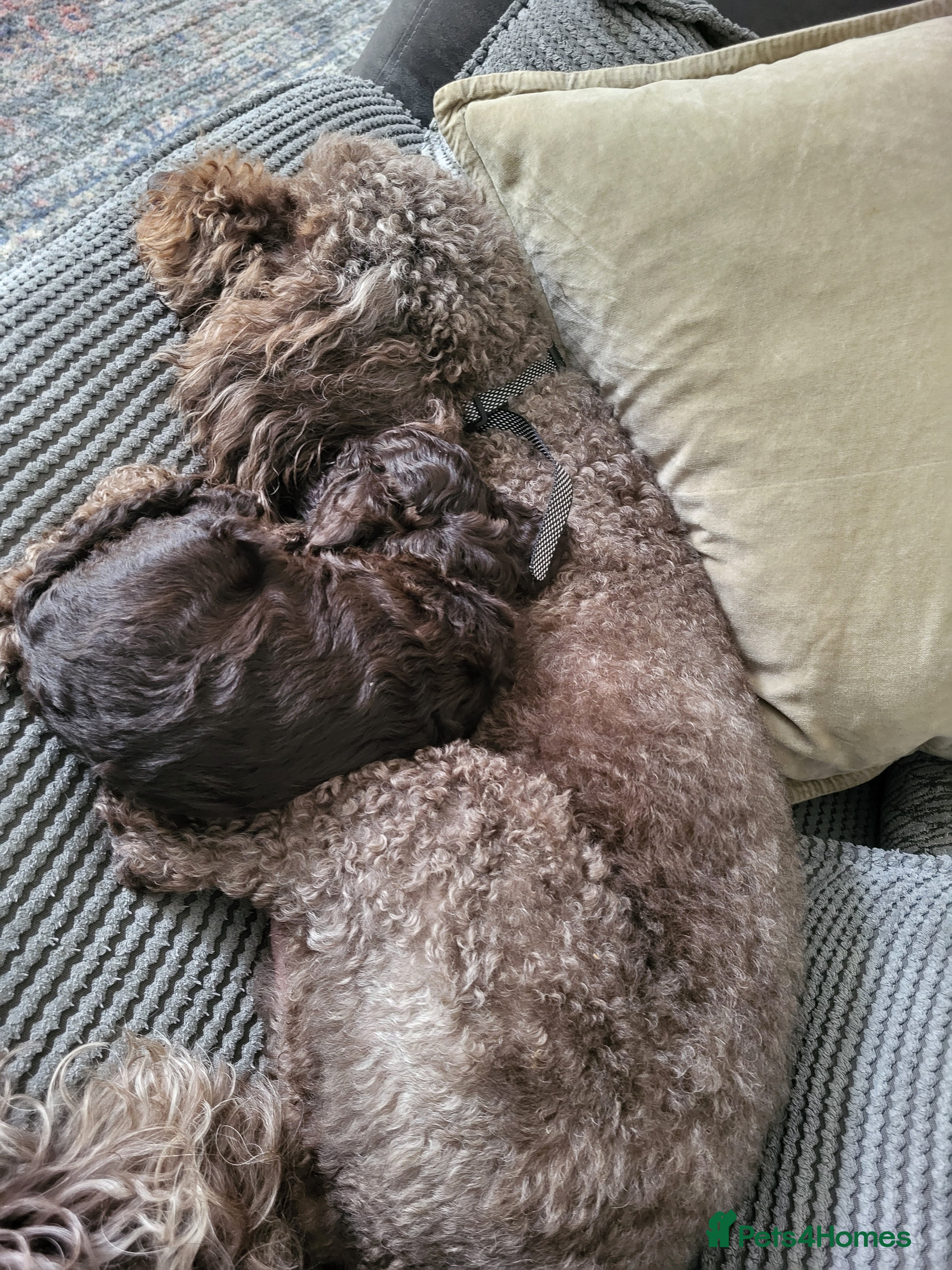 Cockapoo dogs Cockapoo puppies - Advert 2