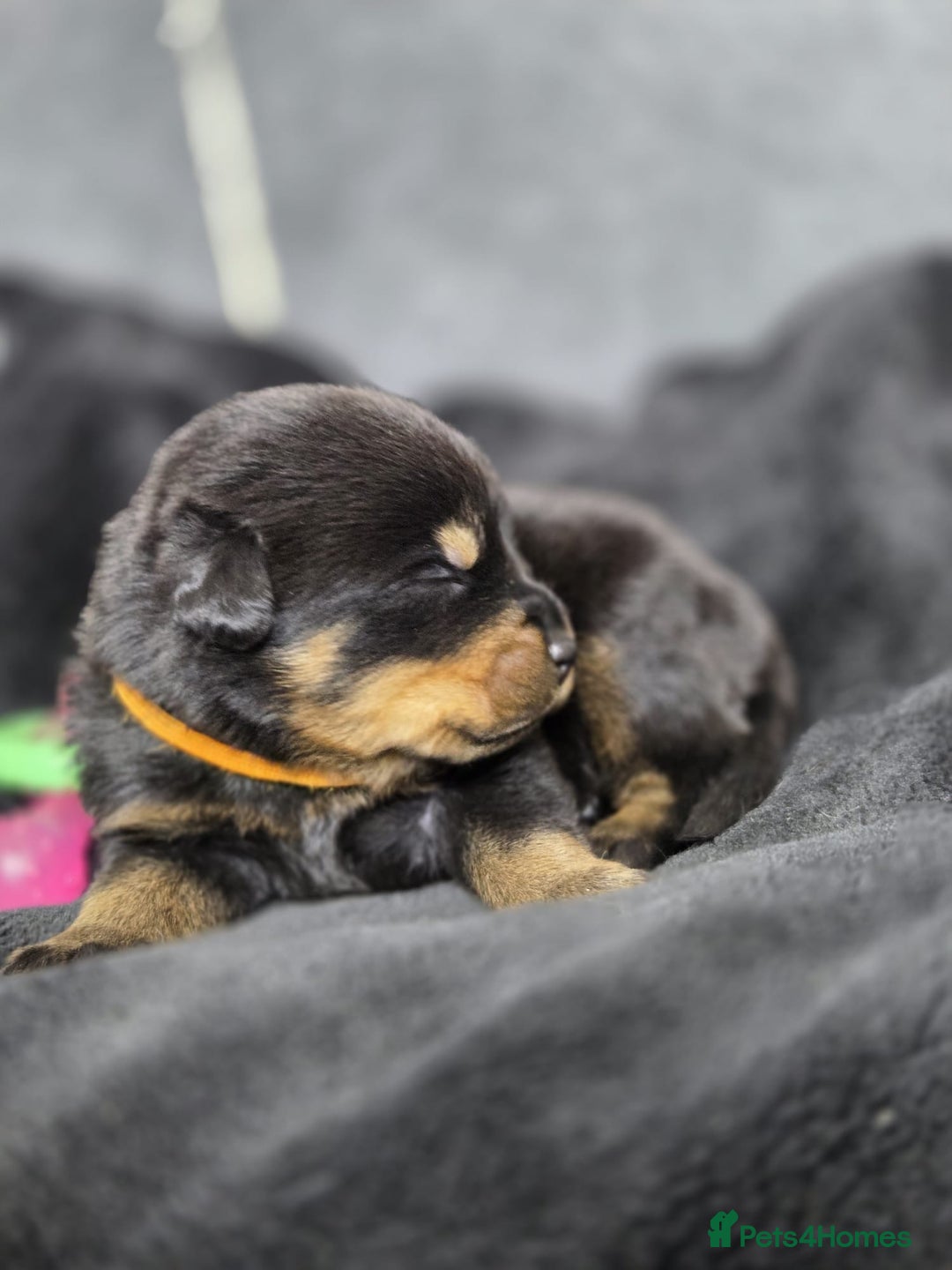 Rottweiler dogs for sale: Stunning Rottweiler pups - Advert 8