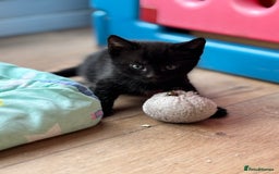 Domestic Shorthair cats for sale: 4 beautiful black kittens  - Image 9