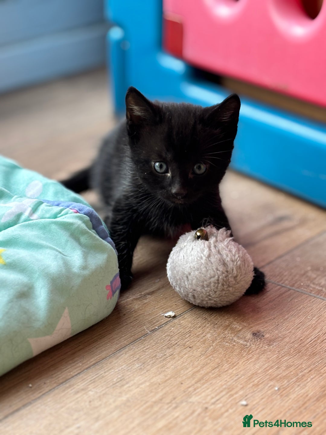 Domestic Shorthair cats for sale: 4 beautiful black kittens  - Image 9