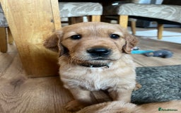 Golden Retriever dogs for sale: Gorgeous Working Type Golden Retriever Puppies  - Image 30