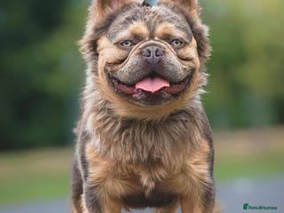 French Bulldog dogs PAC MAN fluffy in Manchester - Advert 18