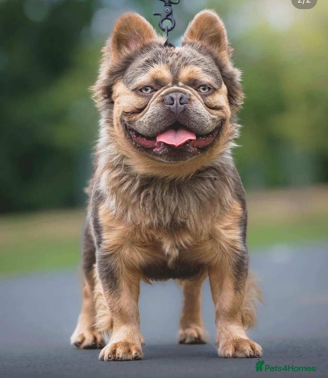 French Bulldog dogs for stud: PAC MAN fluffy  in Manchester - Advert 1