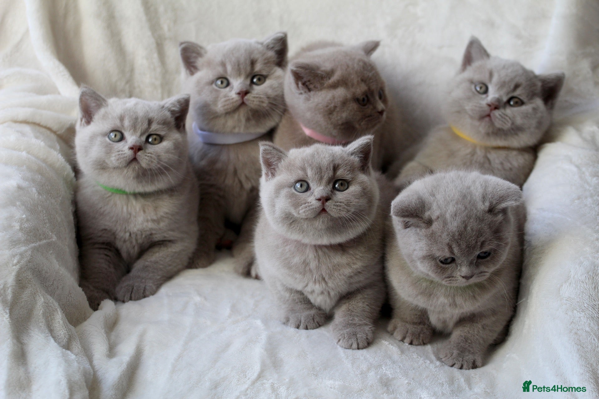 British Shorthair cats GCCF British Shorthair Kittens  - Advert 13