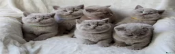 British Shorthair cats for sale: GCCF British Shorthair Kittens  - Advert 3