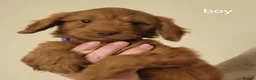 Cockapoo dogs for sale: RED SHOW COCKAPOO PRA CLEAR in Coalville - Advert 8