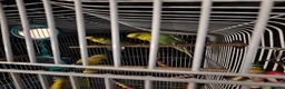 Budgerigars birds for sale: 2 Male Budgies with cage and stand in Wallasey - Advert 5