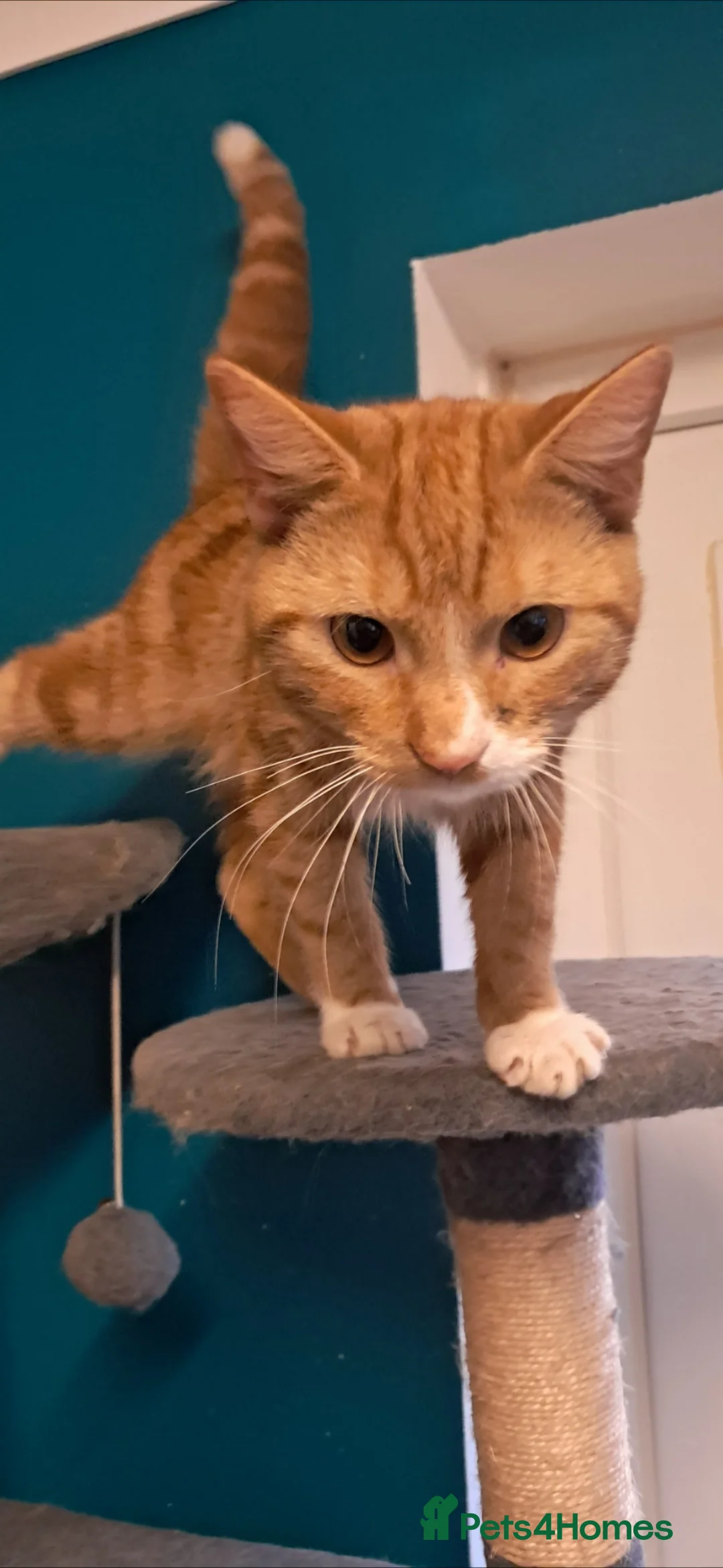 Mixed Breed cats for sale: 2 young ginger boys! - Advert 2