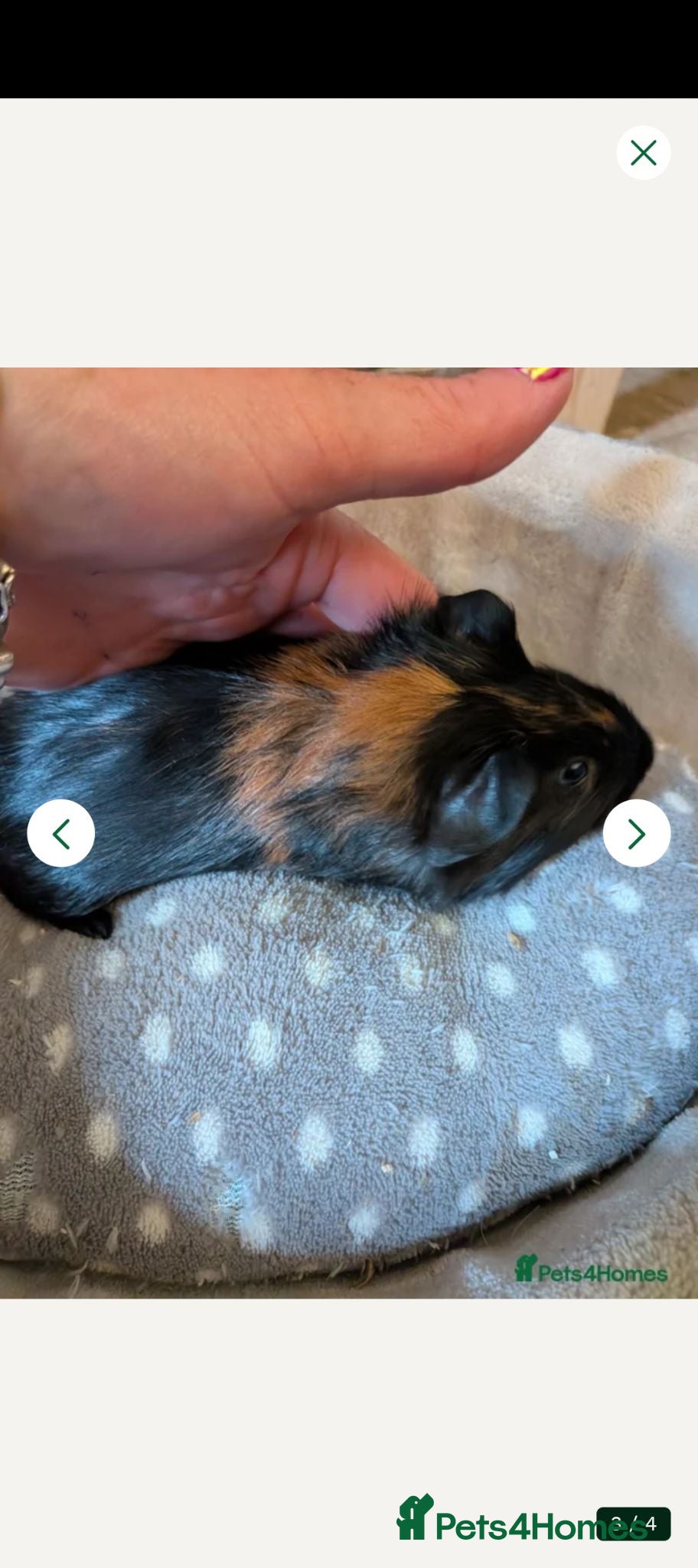 Guinea Pig rodents Baby boy Guinea pigs ready now  - Advert 13