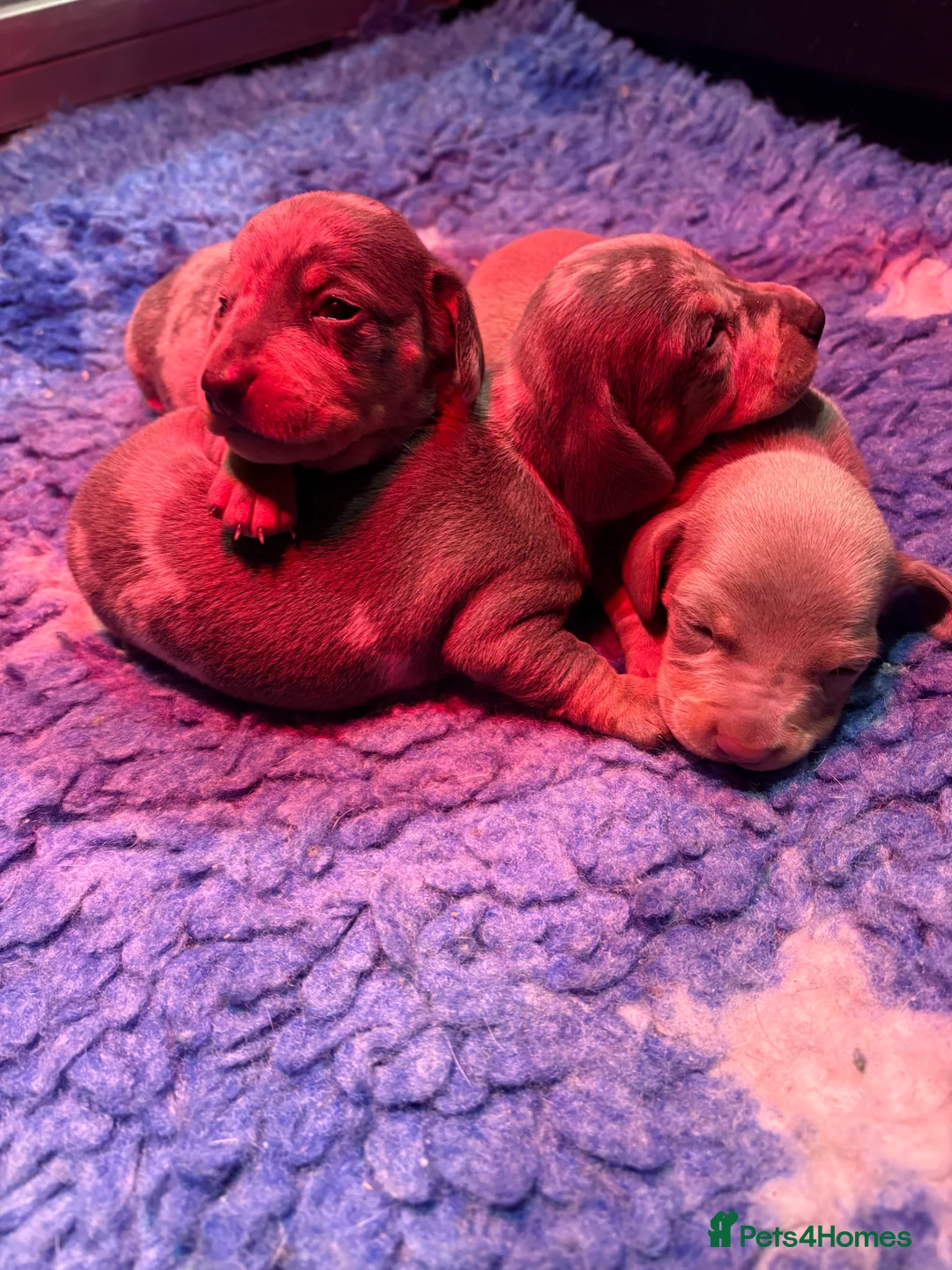 Miniature Dachshund dogs for sale: Miniature Dachshund KC Puppies  - Advert 6
