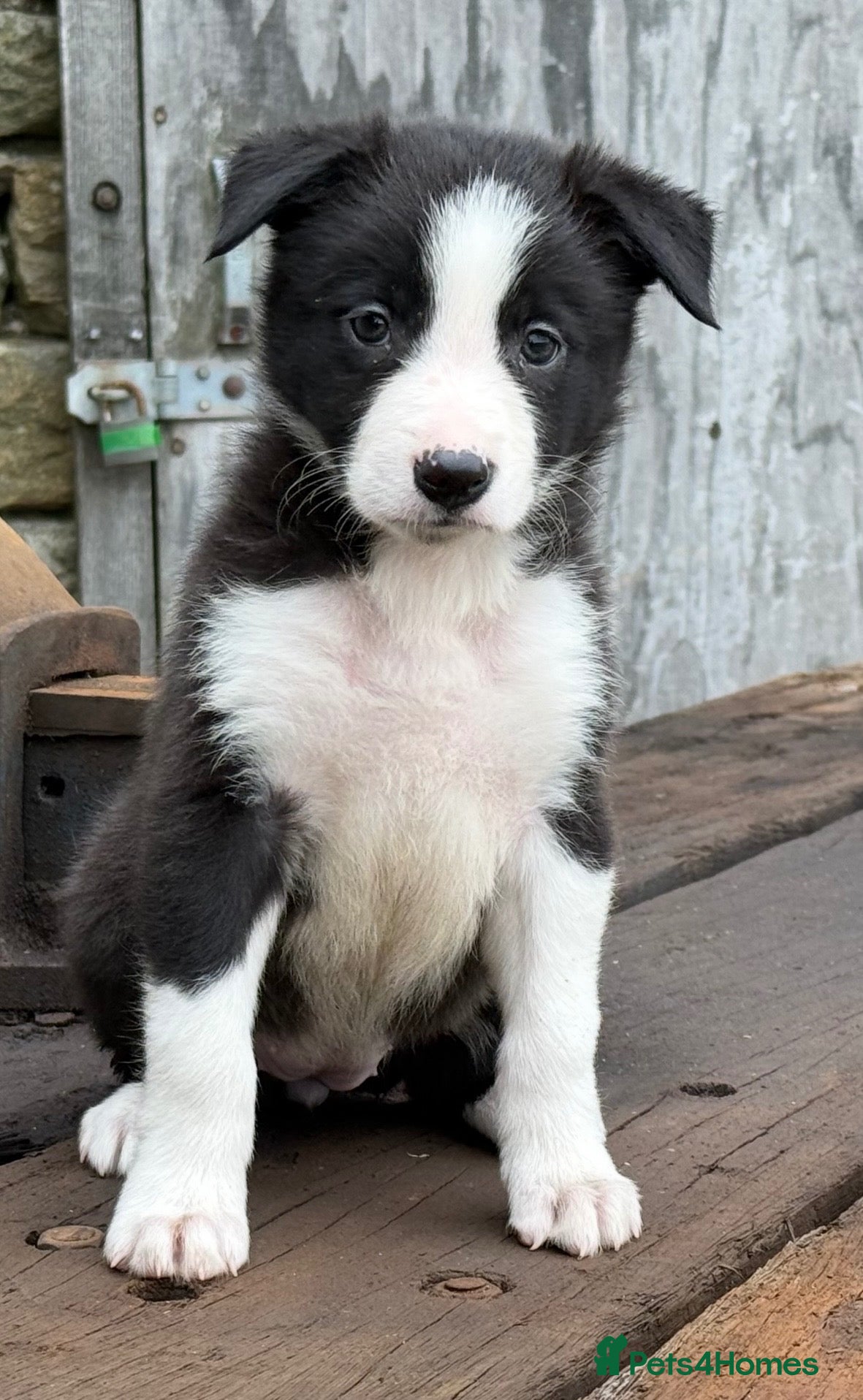 Border Collie dogs Stunning red / blue / black & white pups - Advert 1