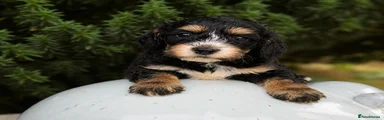 Cockapoo 3
