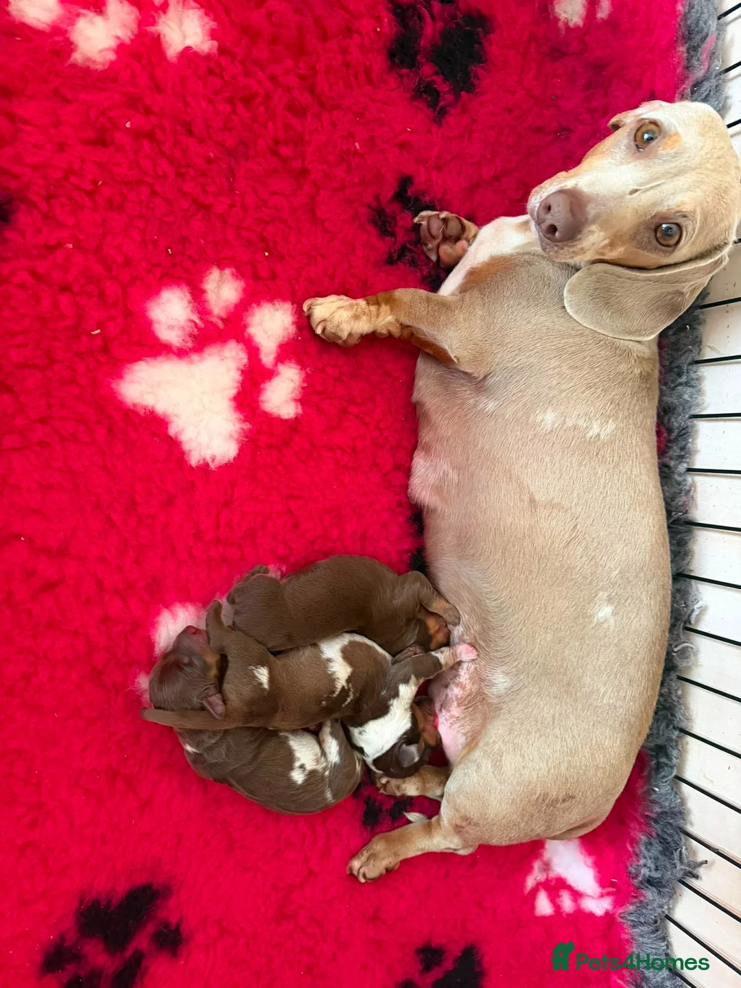 Miniature Dachshund dogs for stud: PROVEN Miniature Dashhound For Stud  - Advert 15