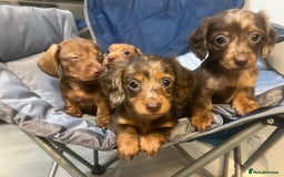 Miniature Dachshund dogs for sale: Gorgeous Miniature Dachshunds - Image 23