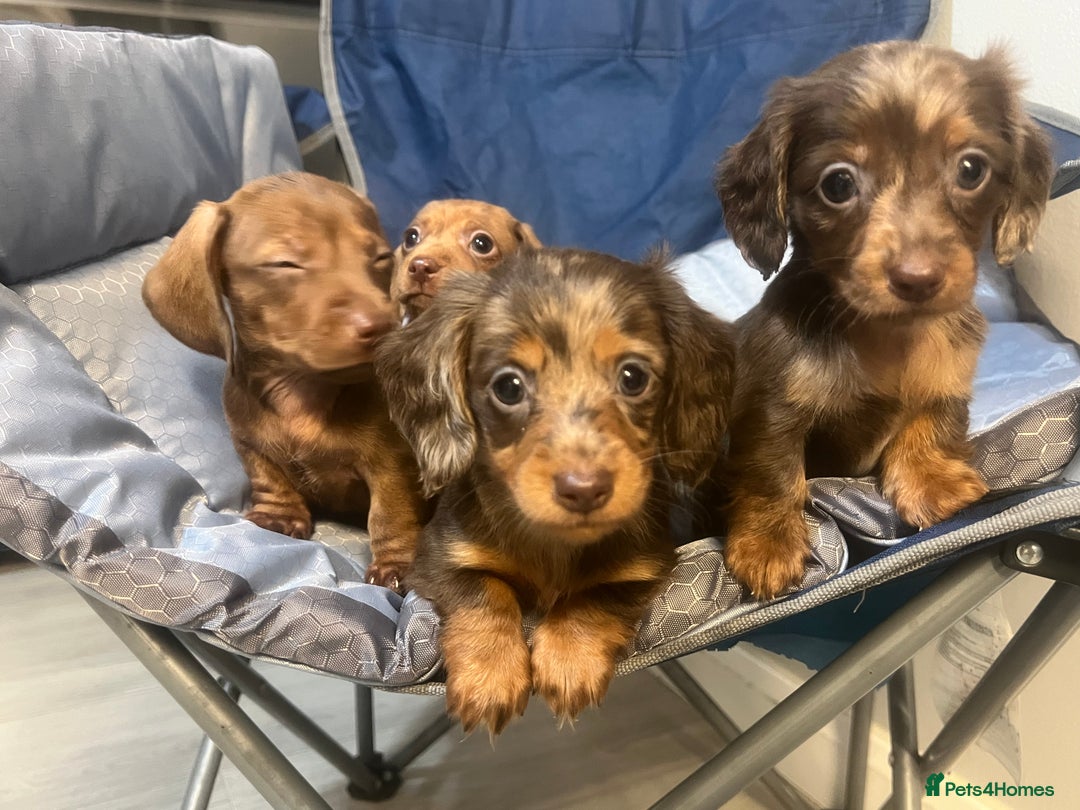 Miniature Dachshund dogs for sale: Gorgeous Miniature Dachshunds - Image 23