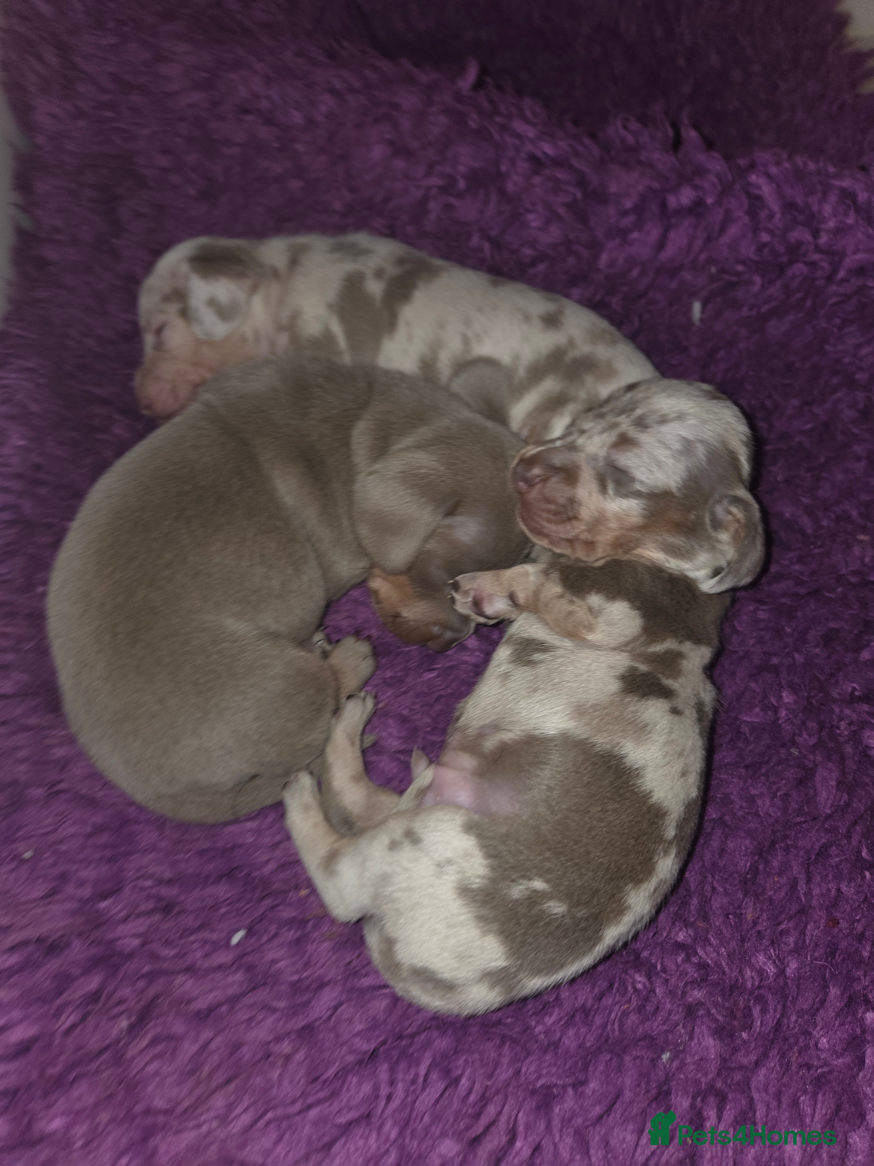 Miniature Dachshund dogs True Quality Minature Dachshunds - Advert 3