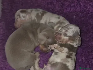 Miniature Dachshund dogs True Quality Minature Dachshunds - Advert 3