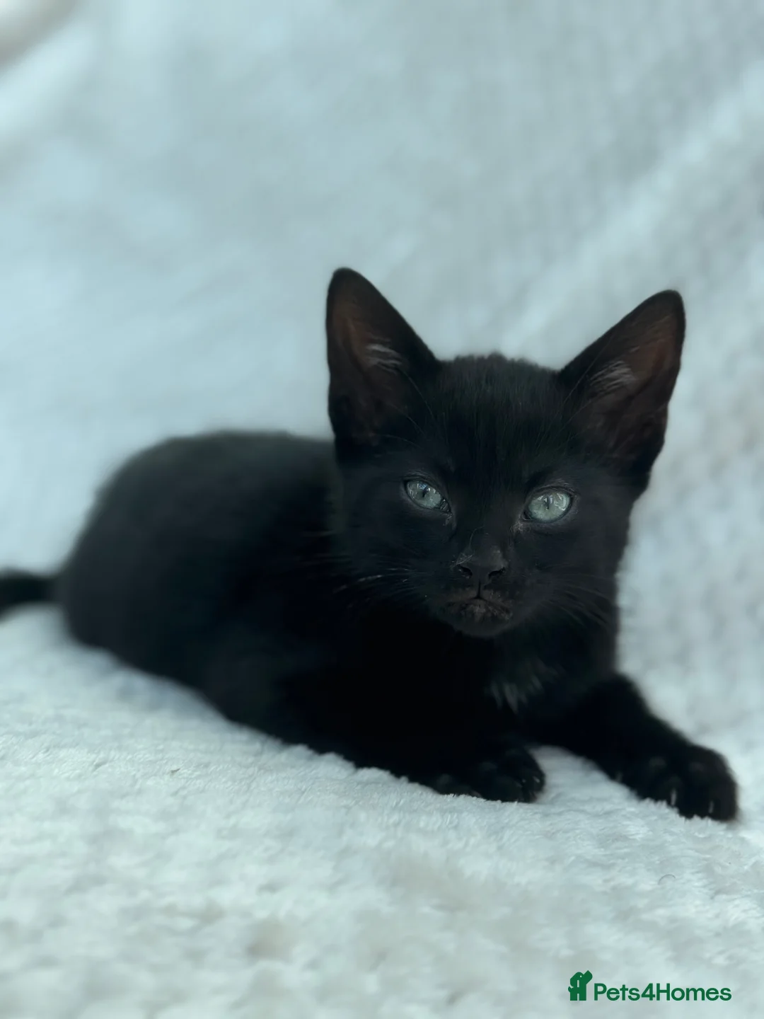 Mixed Breed cats for sale: Kittens for sale in Birmingham - Advert 6