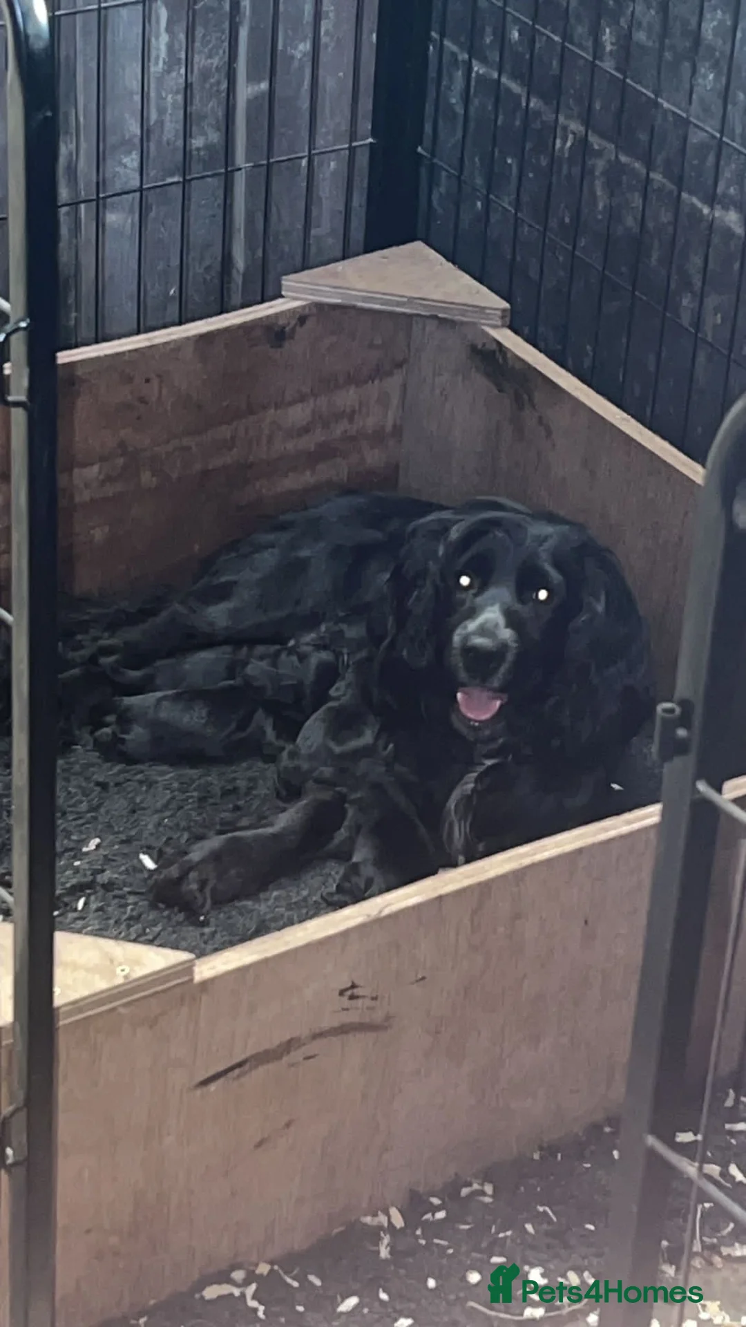 Cocker Spaniel dogs for sale: Cocker Spaniel puppies - Advert 8