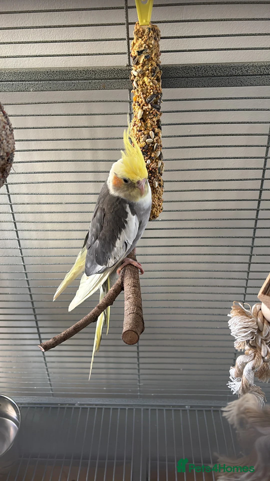 Cockatiels birds for sale: Beautiful and friendly  in Oxford - Advert 6