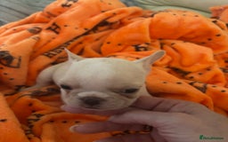 French Bulldog dogs for sale:  French bulldogs  - Advert 9