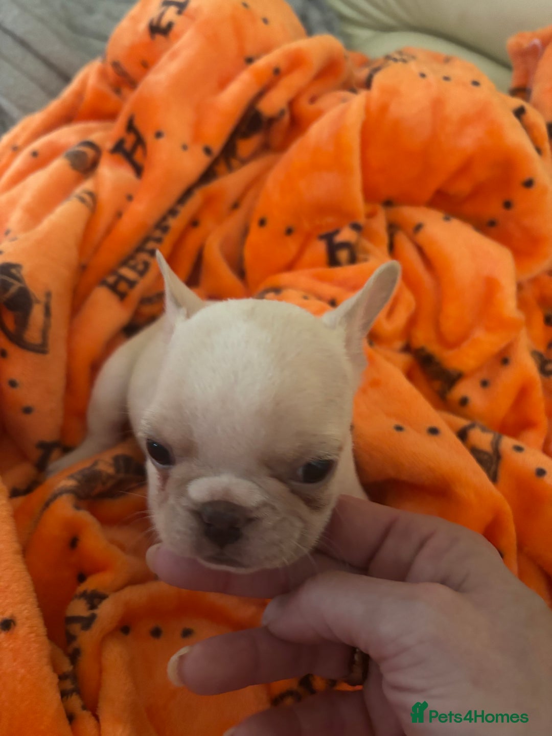 French Bulldog dogs for sale:  French bulldogs  - Advert 9