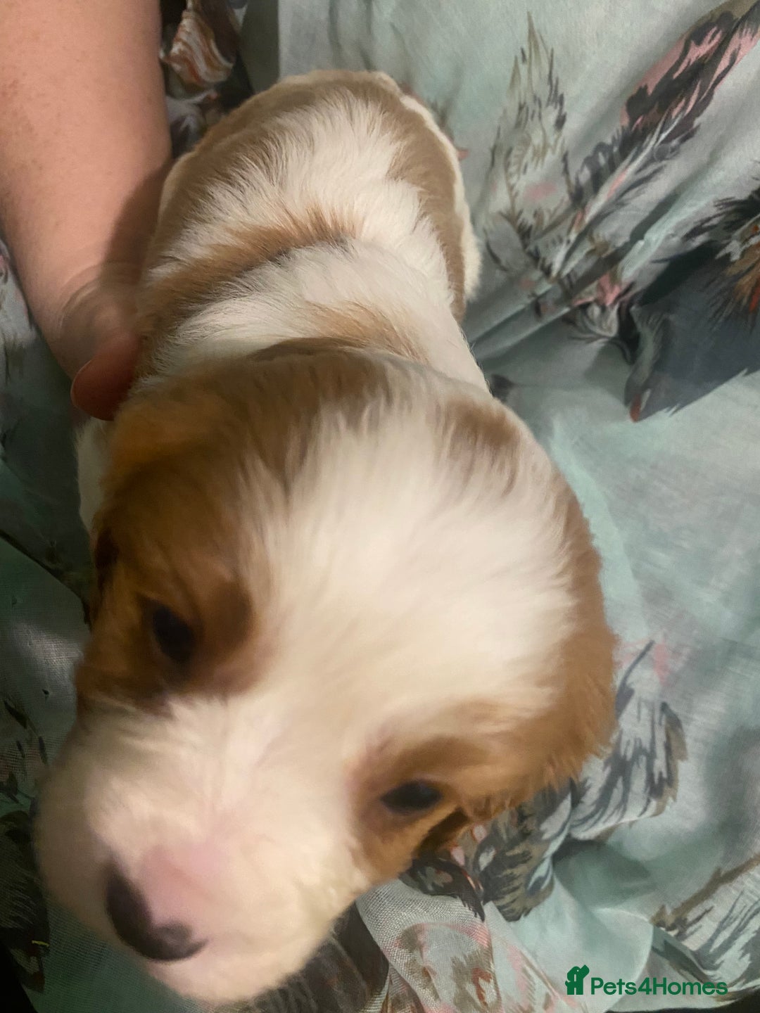 Cavalier King Charles Spaniel dogs for sale: Cavalier King Charles Spaniel Puppies - Advert 9