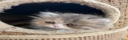 Exotic cats for sale: Exotic kittens two female  - Advert 4
